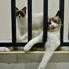 cutieandmufasa.cats