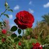 usero5dfycqirw