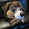 mediar_medapup