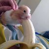 big_shmeat_lover