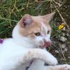 mfk_cat