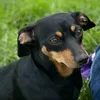 dora.dora30