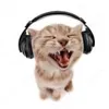 .z0mbi3_.cat