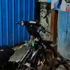 luwak_aprikka