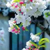 ahmad95974
