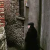 baicanserban