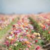 wildflower__mom
