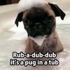 pugking12345