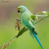 Abu Yousef