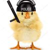 chickenpolicerpd