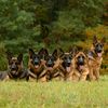 nevermoreshepherd