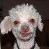 maamisthatyourpoodle