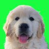 barneythegoldennyc