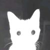 jackalope.of.all.teas
