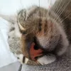 _ciolle