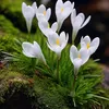 dafy186