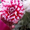 nimee635