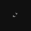 teif_1424