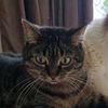 therealpoes