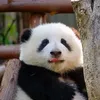 hehuahehuahehua