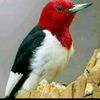 abusultan21
