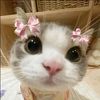 nosabogirl