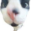 pklrr