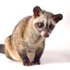 musang7788
