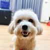 duffythefxxkingdog