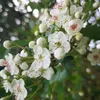 flowergirlstories