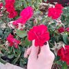 sirin_fa