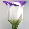 user84525163