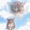 arcvmedits