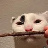 mirrismirran