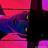 zek_account