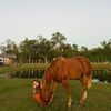 Asmaa