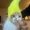 stupididiot2009