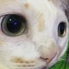 shy_ball