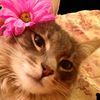 kyesukakucing