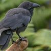 charmofcrows