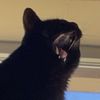 mokehchonk