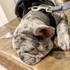 ice_kream_bulliez