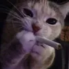 nofaischifoo
