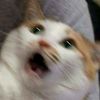 kittenondaprowl