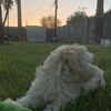 mochi_poochie