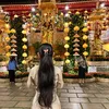 kimlinh558