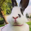 furrydona