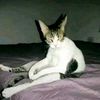 ale_15261