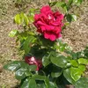 sarahsara.38