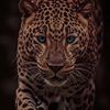 mo__nif1